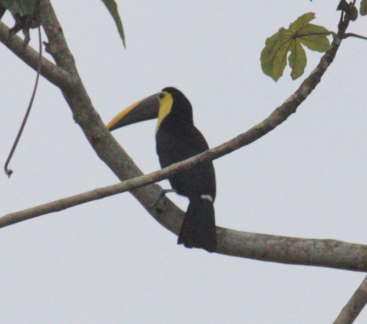 Yellow-throated Toucan (Chestnut-mandibled) - ML614692822