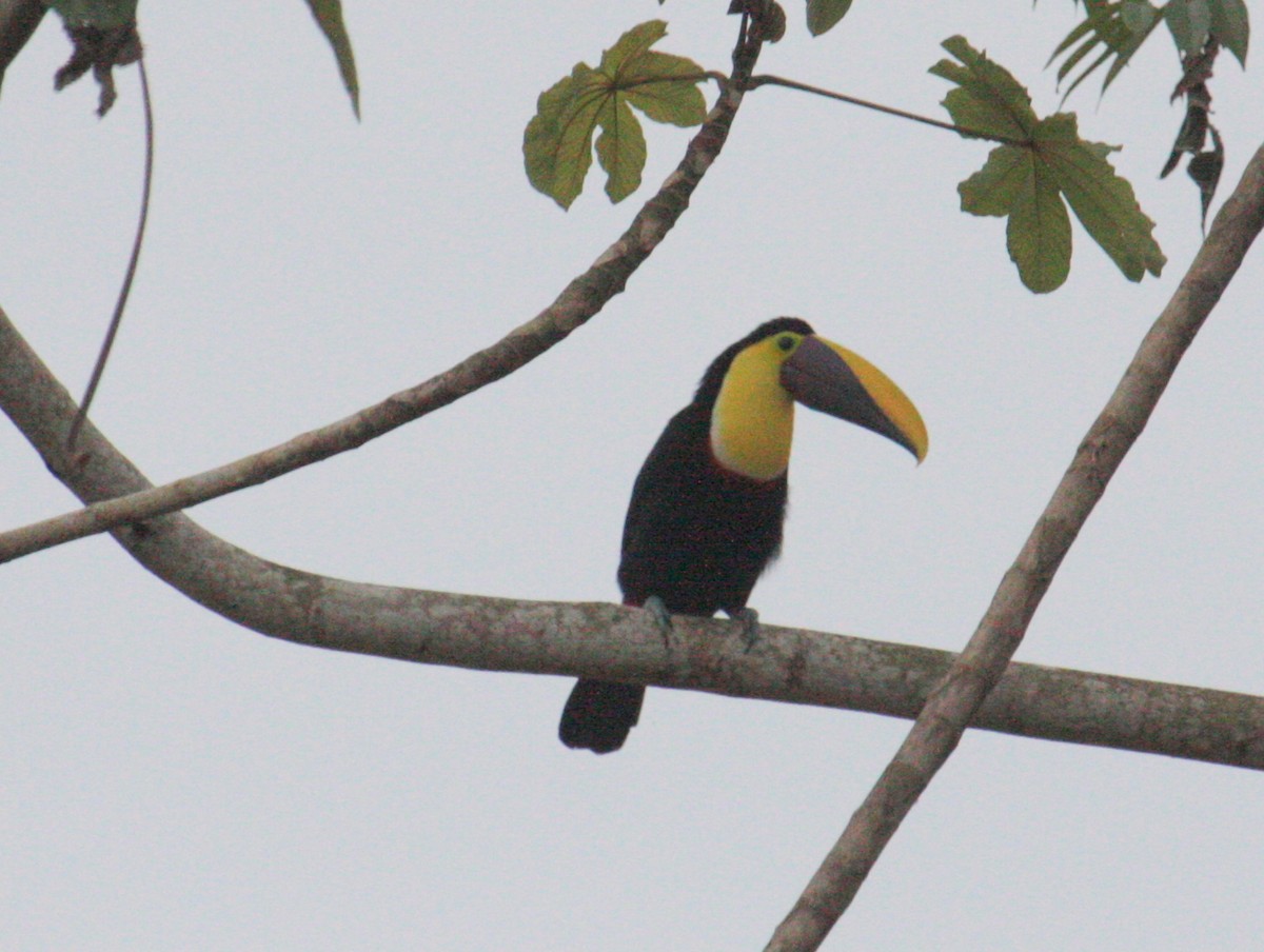 Yellow-throated Toucan (Chestnut-mandibled) - ML614692823