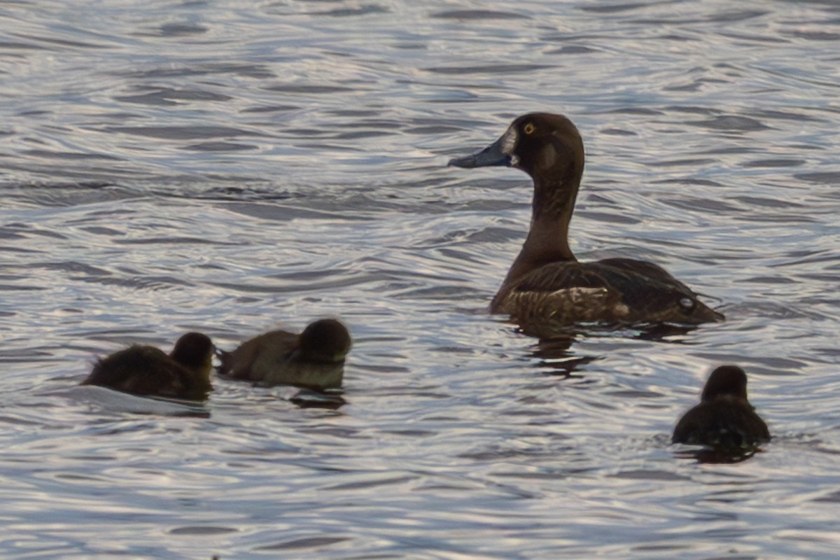 Greater Scaup - ML614692936