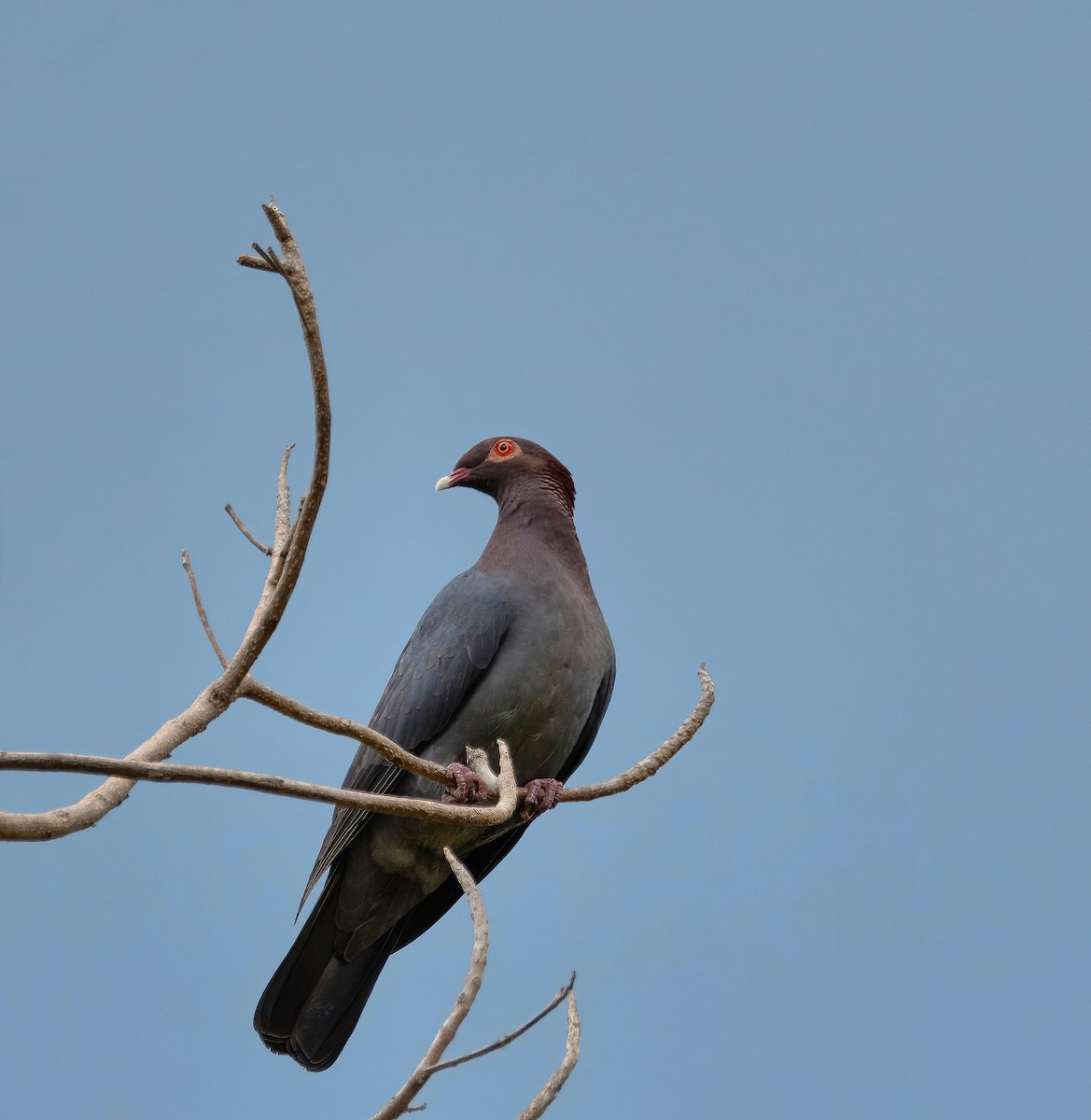 Scaly-naped Pigeon - ML614692948