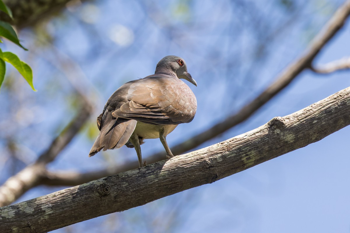 Malagasy Turtle-Dove - Christopher Sloan