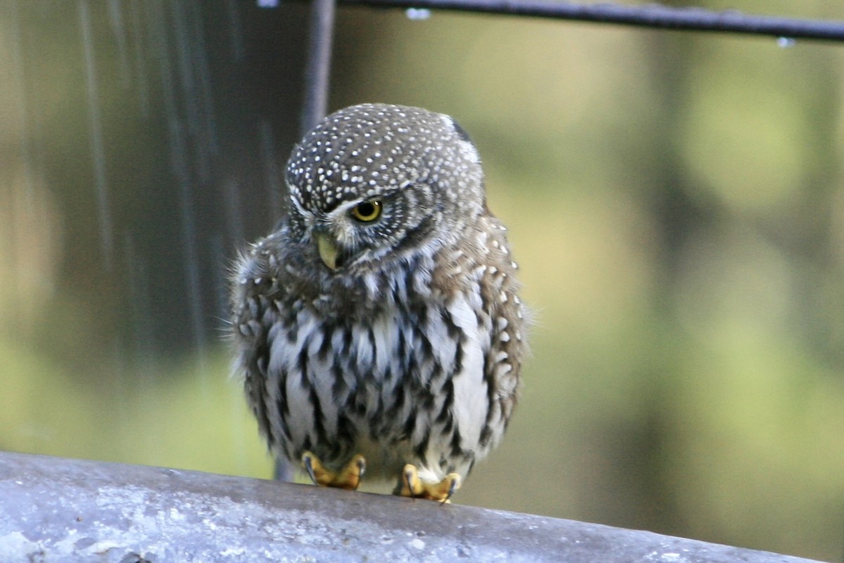 Northern Pygmy-Owl - ML614693051