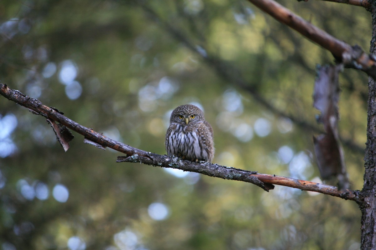 Northern Pygmy-Owl - Stacey King