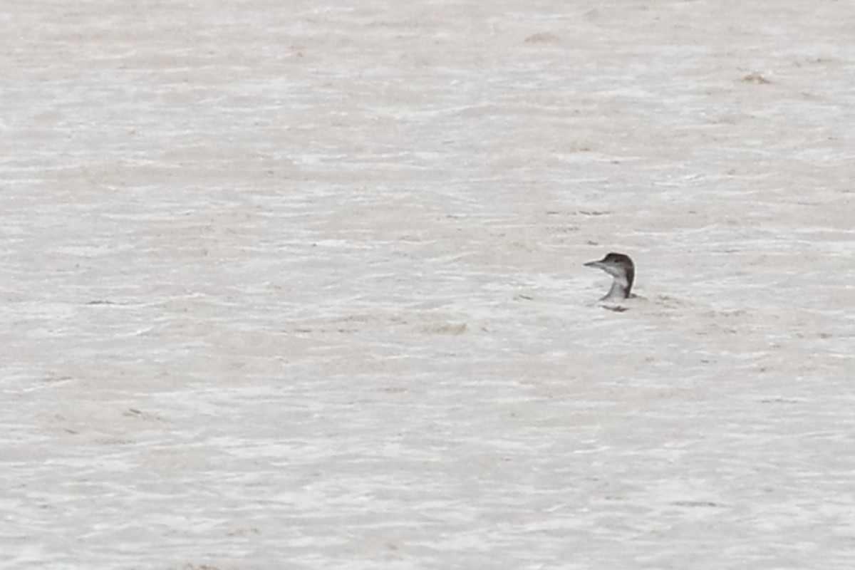Common Loon - António Gonçalves