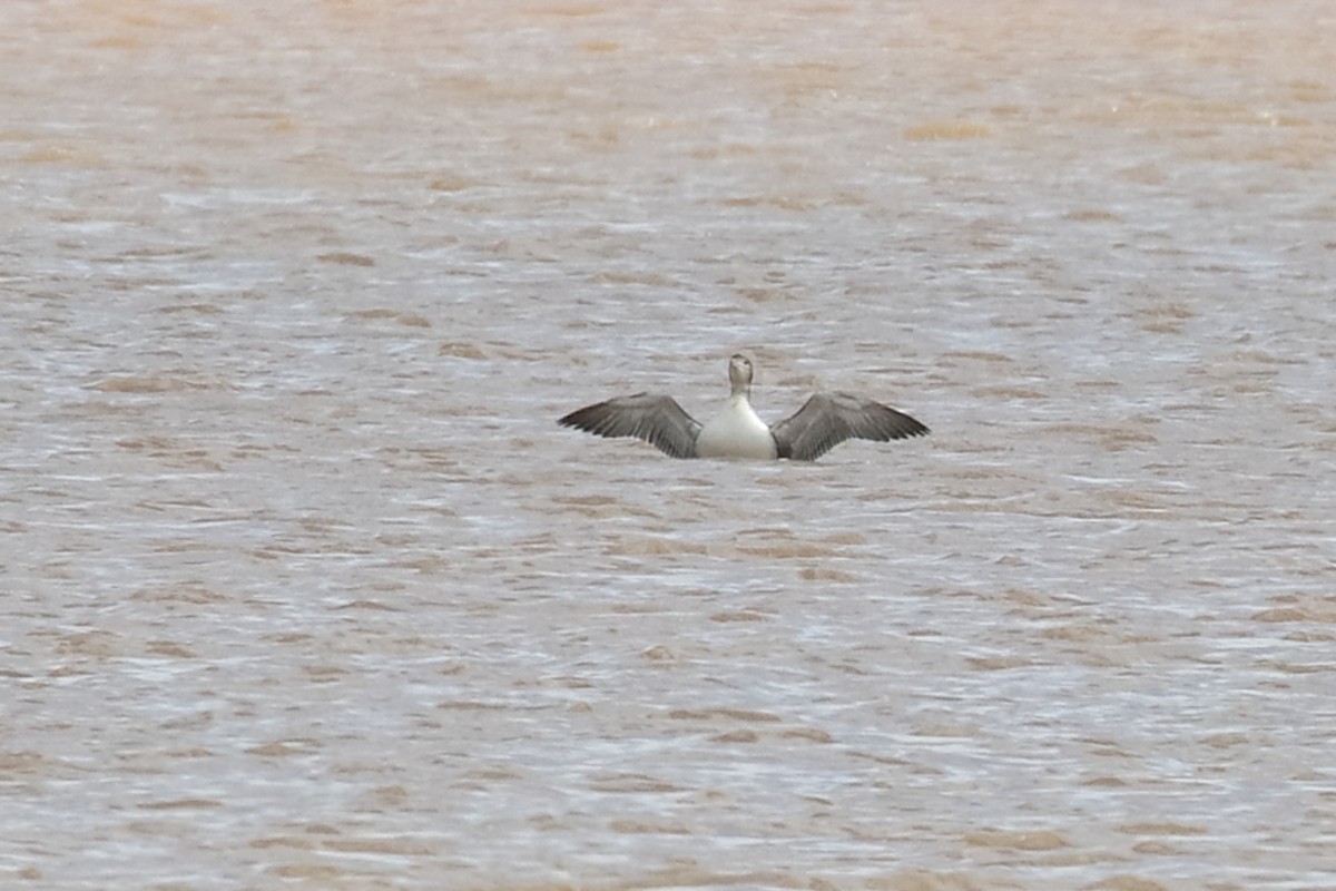Common Loon - António Gonçalves