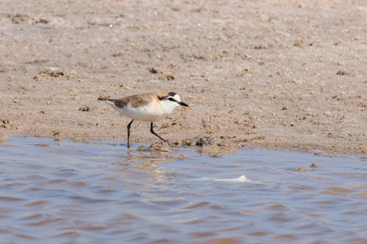 White-fronted Plover - ML614693367