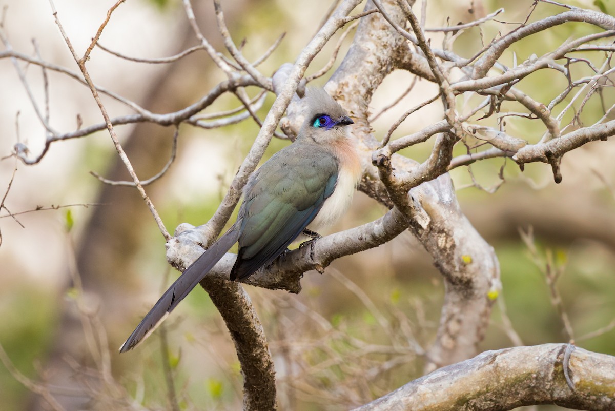 Crested Coua - Christopher Sloan
