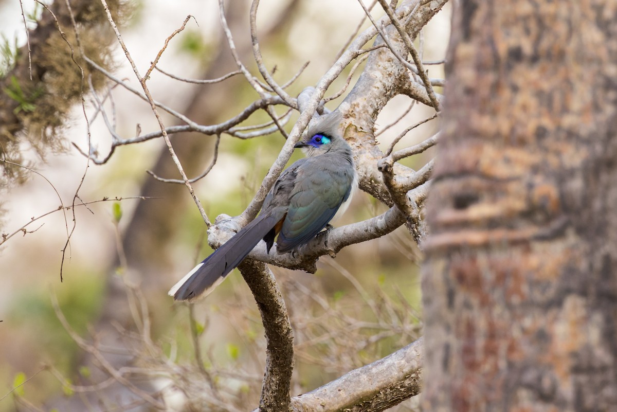 Crested Coua - ML614693457