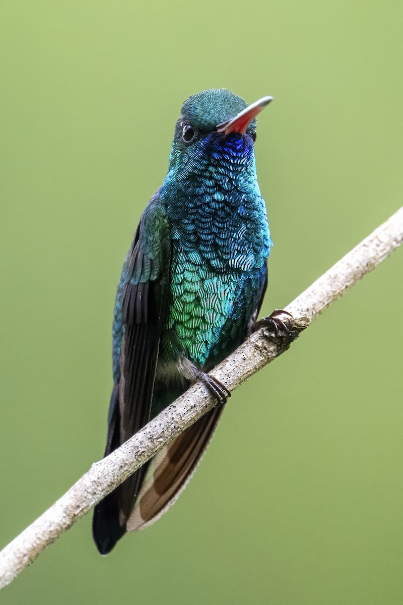 kolibřík modrobradý - ML614693534