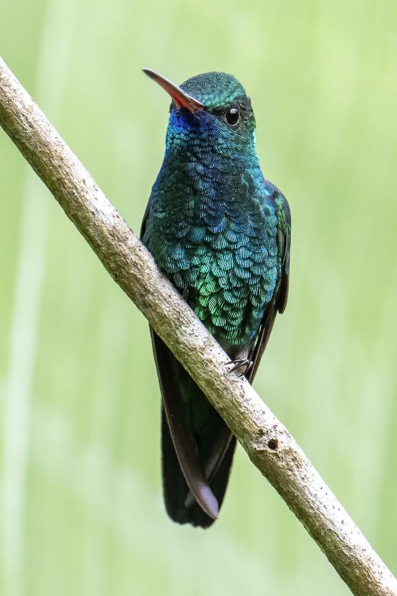 kolibřík modrobradý - ML614693535