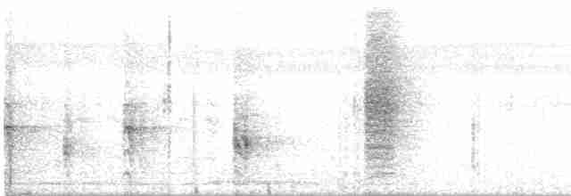 Белобрюхий дронго - ML614693669