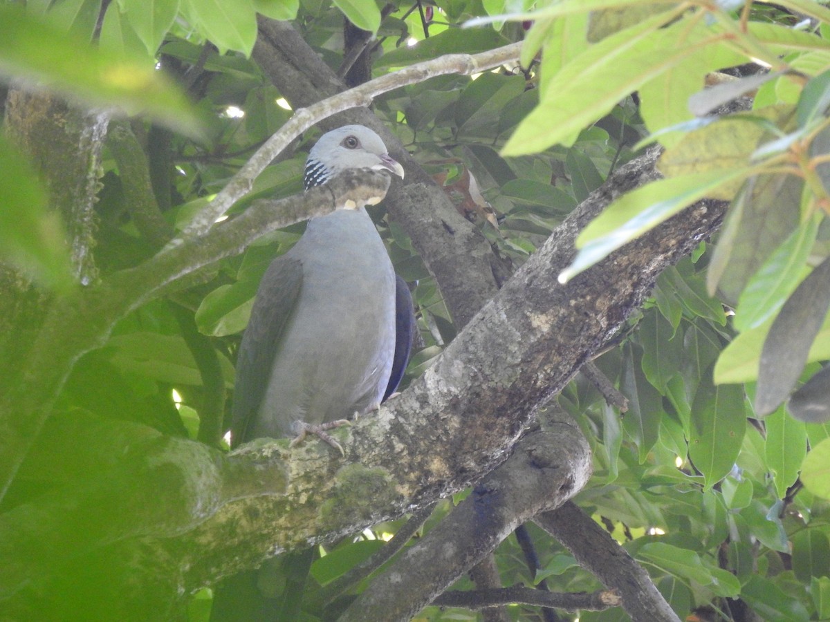 Nilgiri Wood-Pigeon - ML614693910