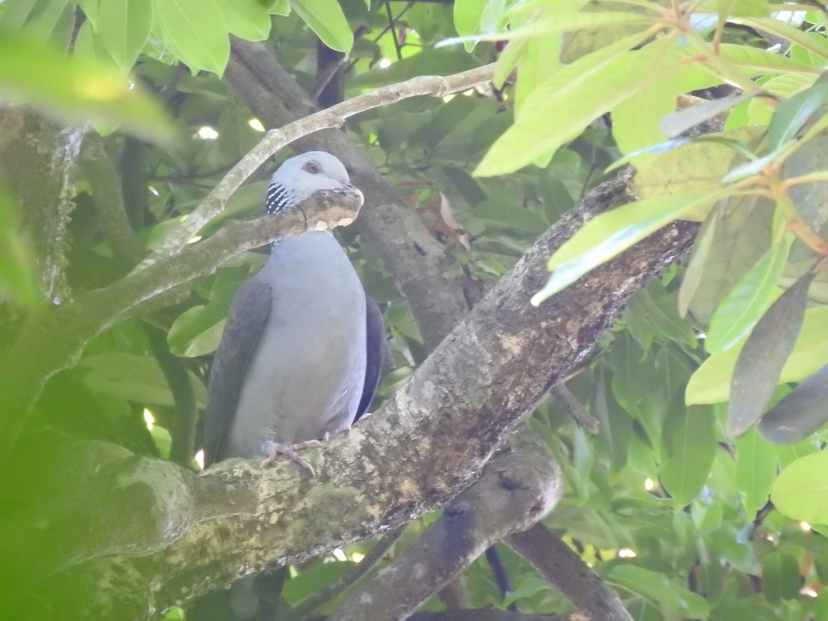 Nilgiri Wood-Pigeon - ML614693911