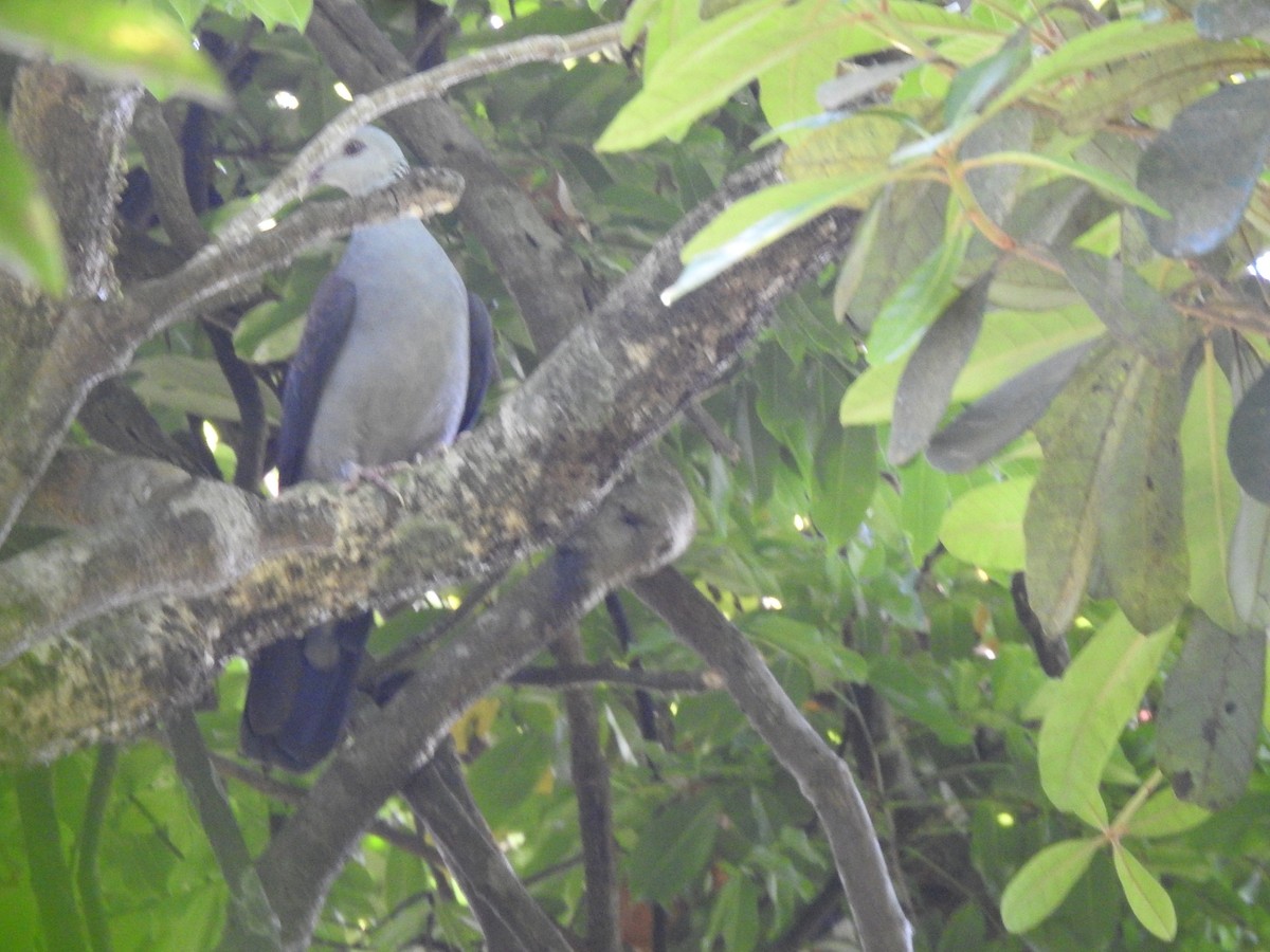 Nilgiri Wood-Pigeon - ML614693915