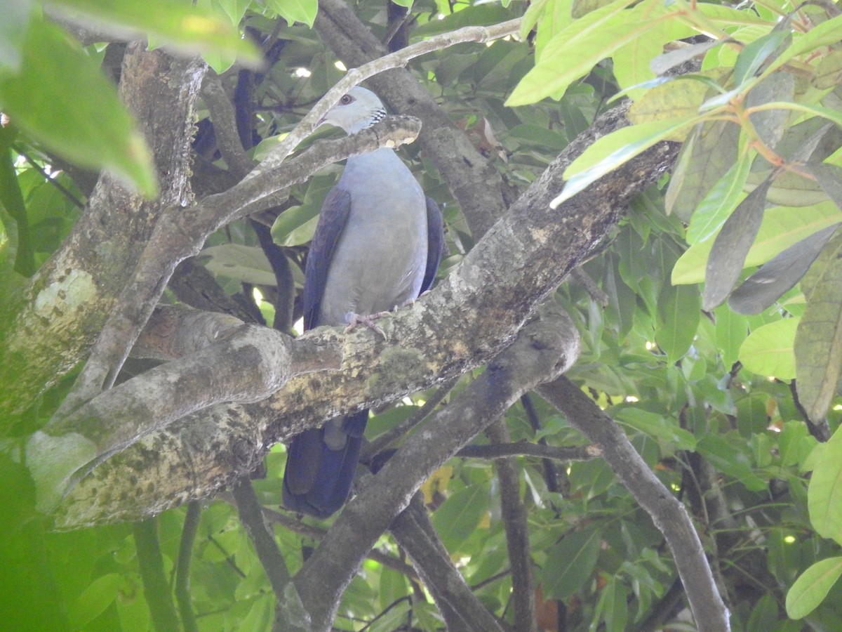 Nilgiri Wood-Pigeon - ML614693918