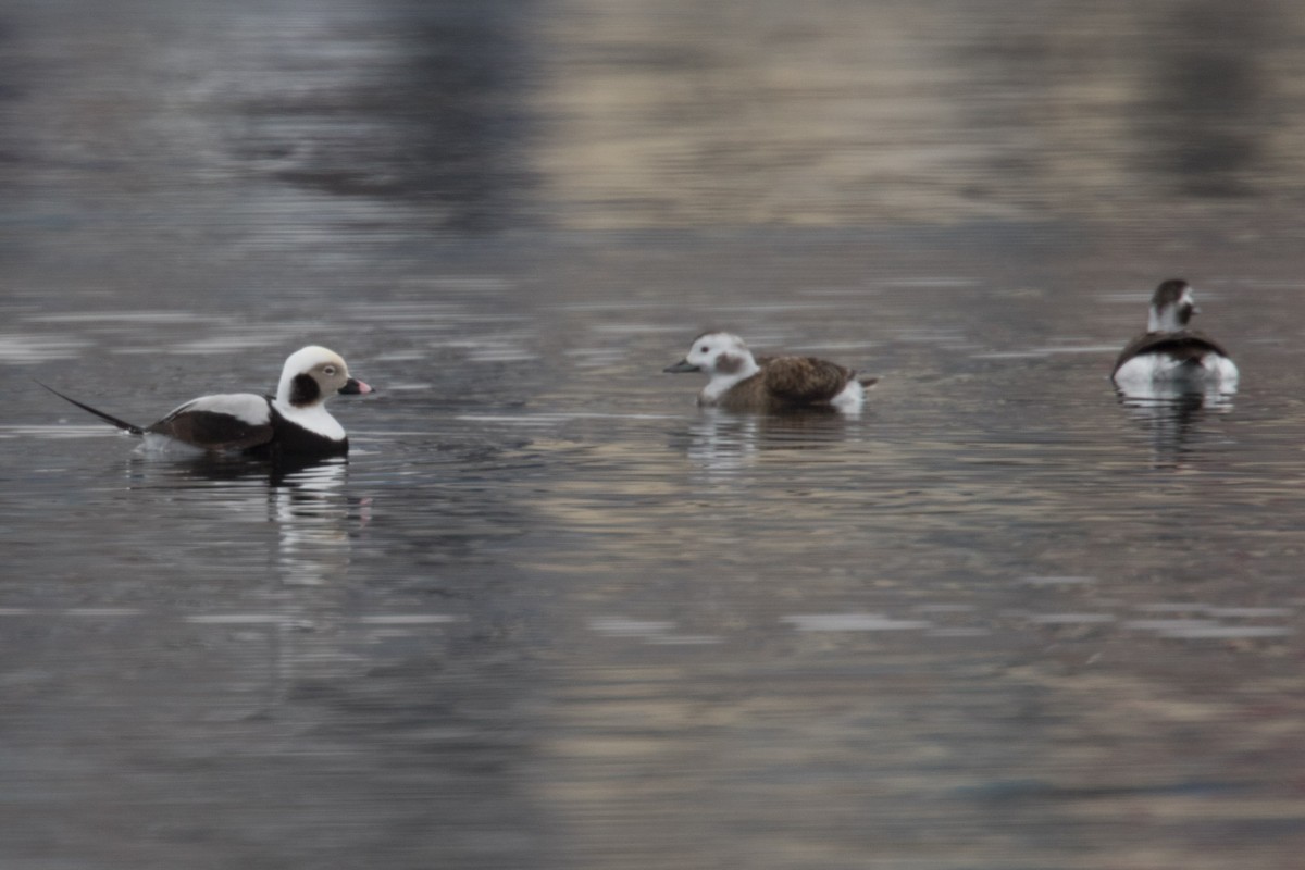 Long-tailed Duck - ML614694226