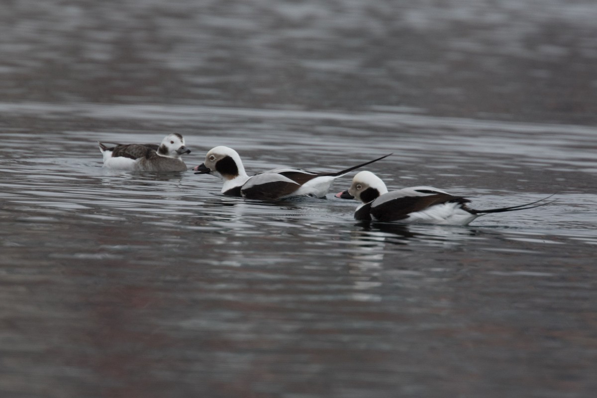 Long-tailed Duck - ML614694227