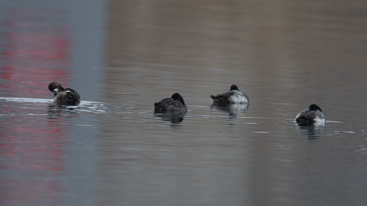 Greater Scaup - ML614694240