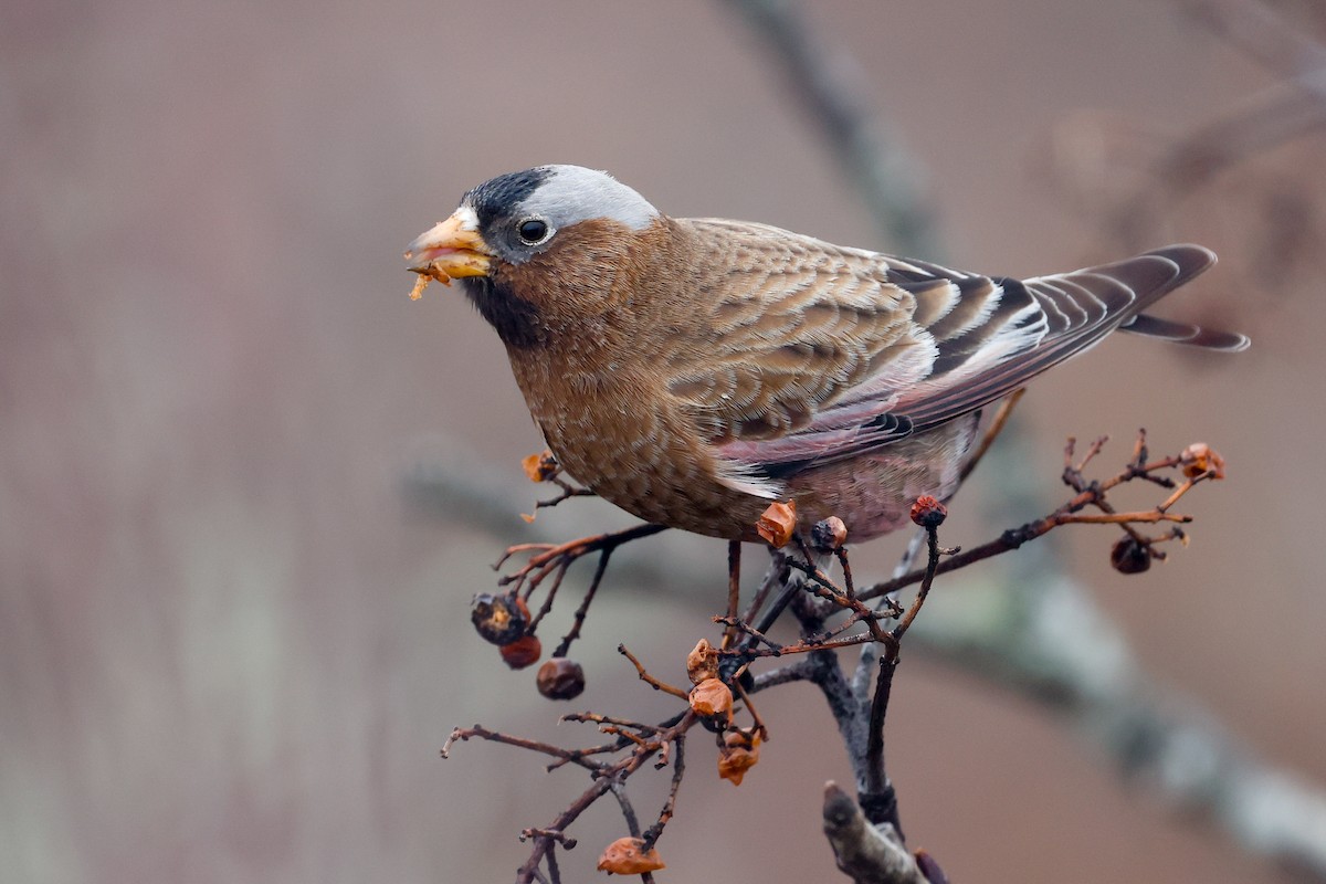 Gray-crowned Rosy-Finch (Gray-crowned) - Baxter Beamer