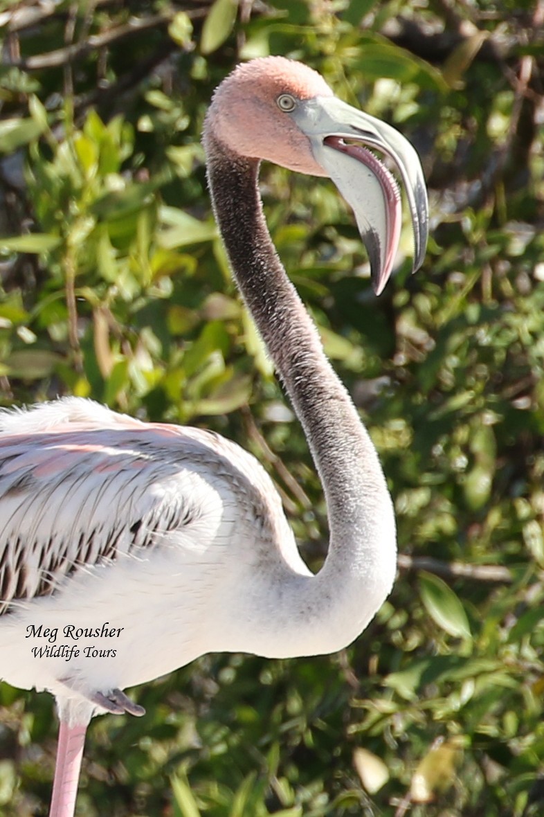 American Flamingo - Meg Rousher