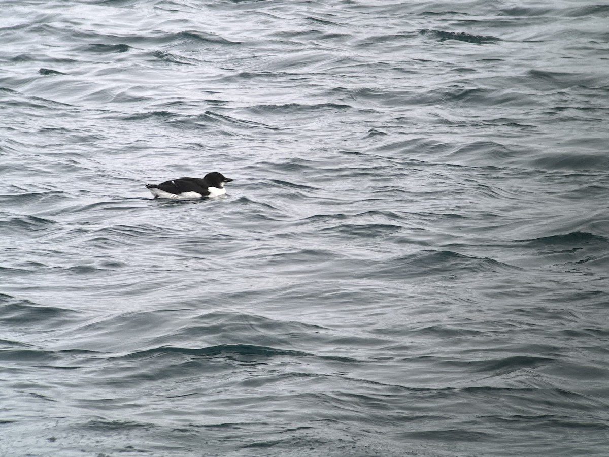 Thick-billed Murre - ML614695452