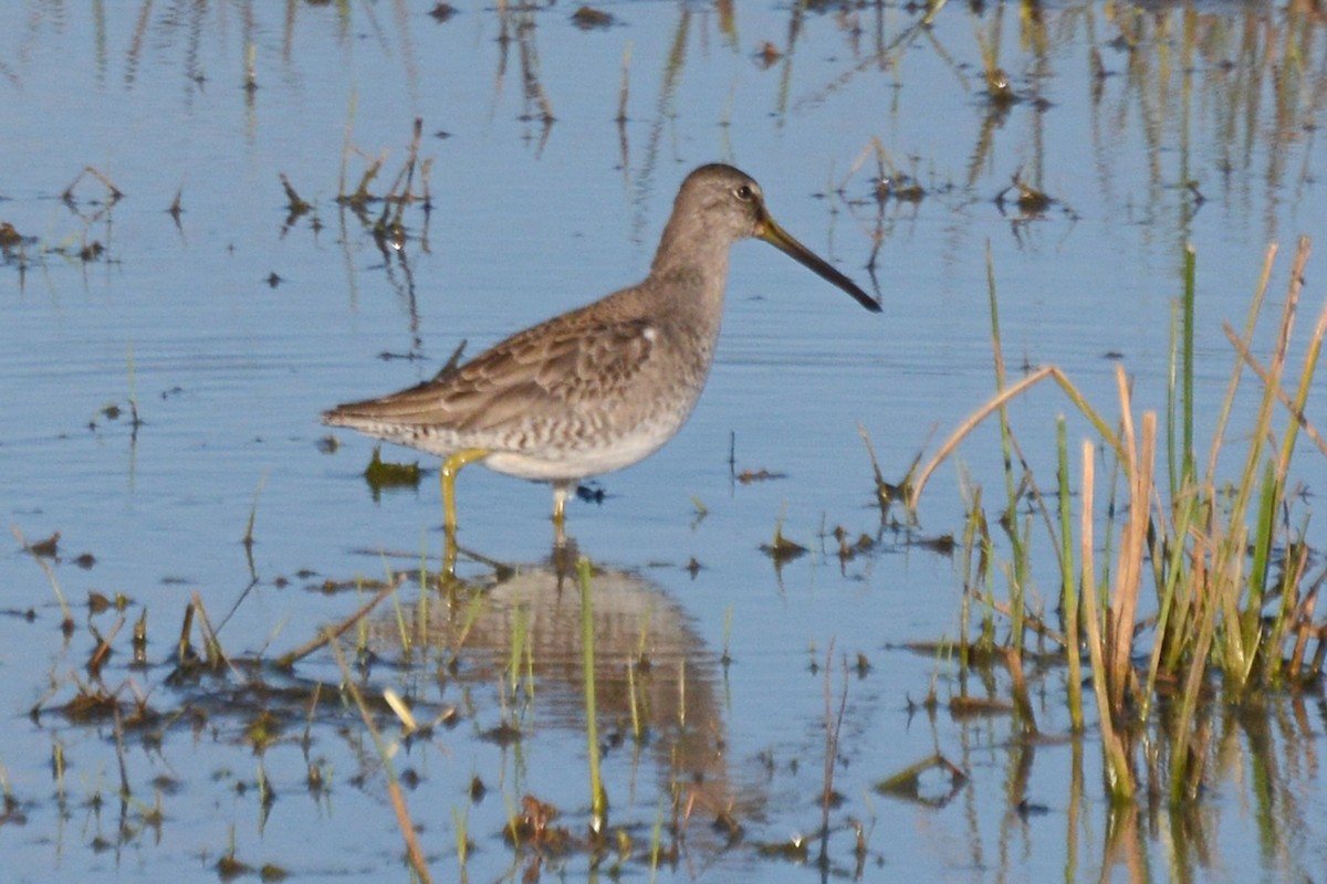 Long-billed Dowitcher - ML614695557