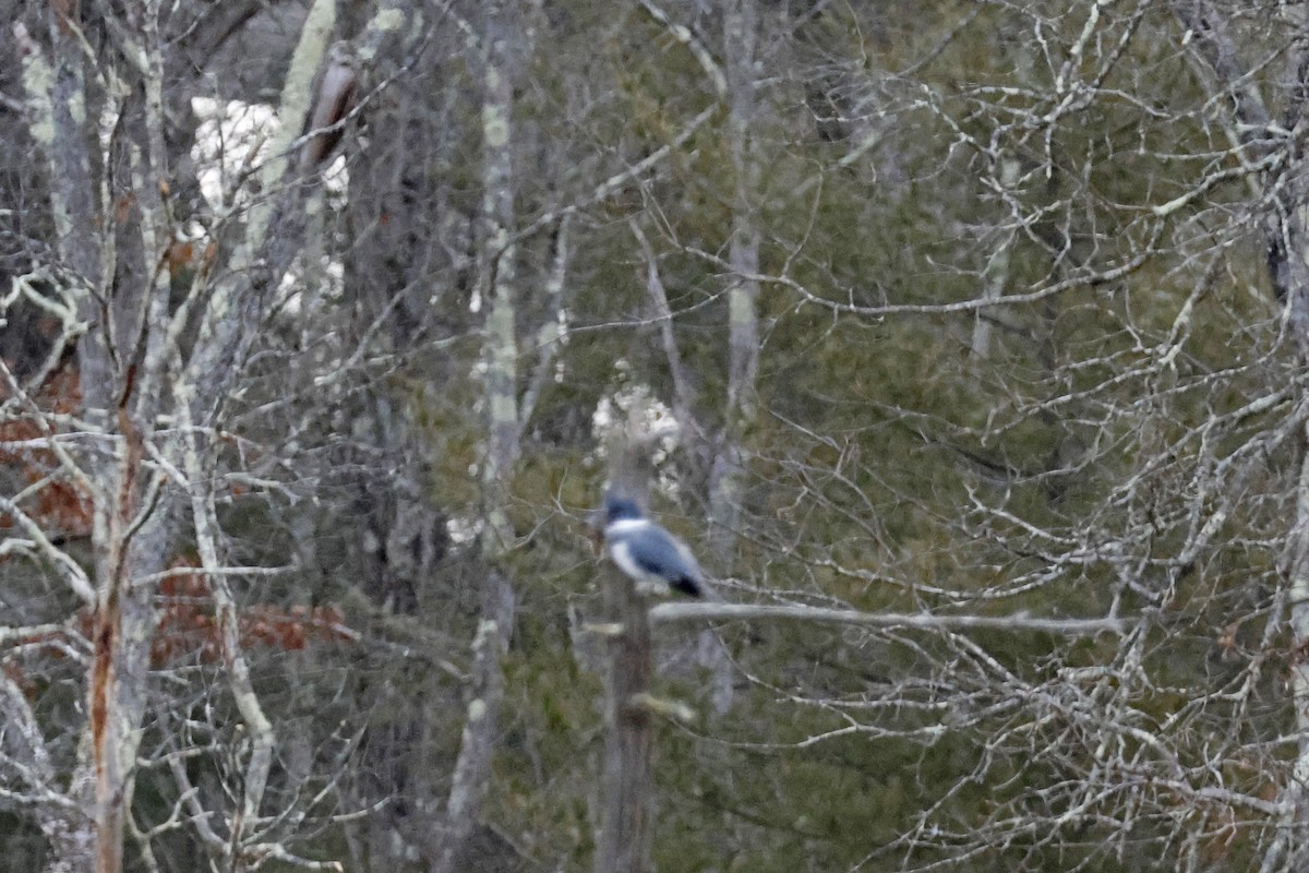 Belted Kingfisher - ML614695944