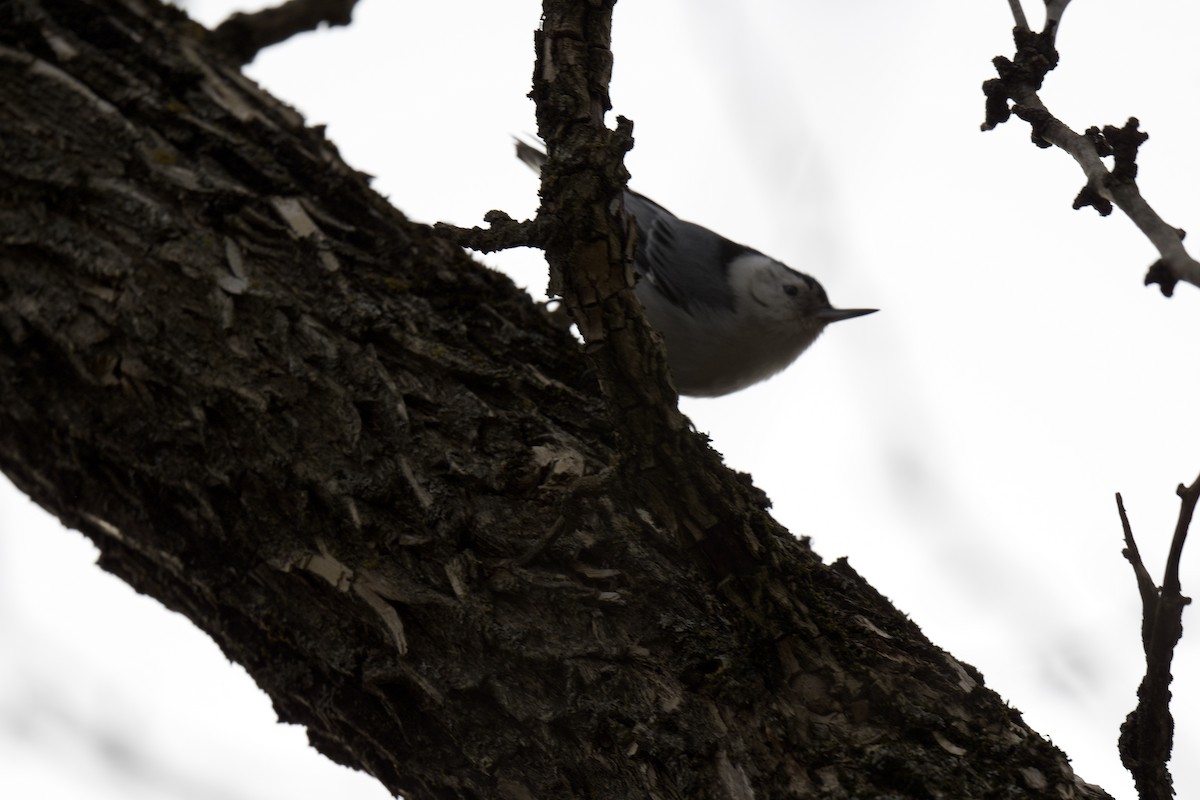 White-breasted Nuthatch - Mr&Mrs Mason