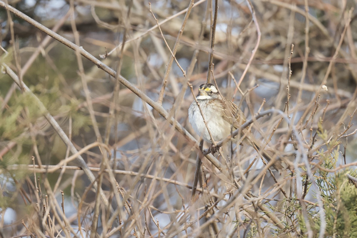 White-throated Sparrow - ML614696111