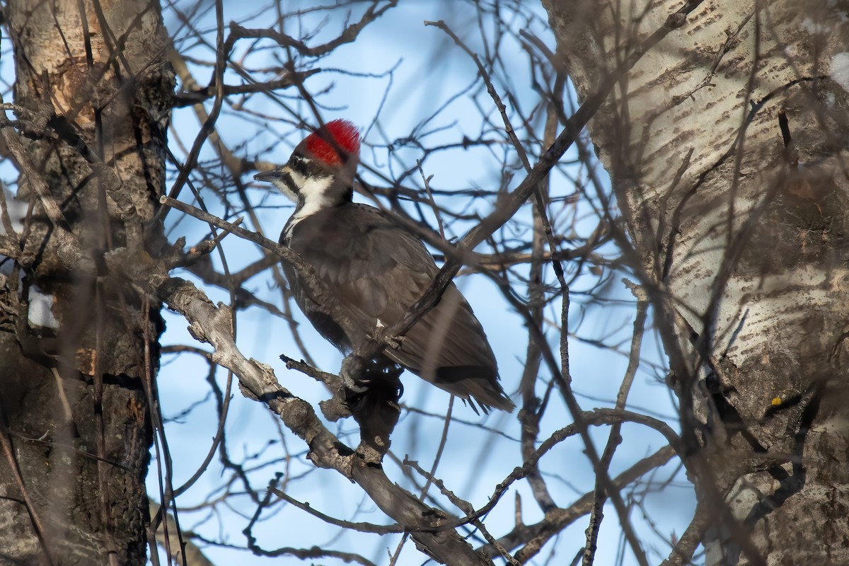 Pileated Woodpecker - ML614696434