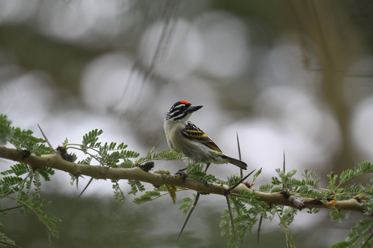 Red-fronted Tinkerbird - ML614696472