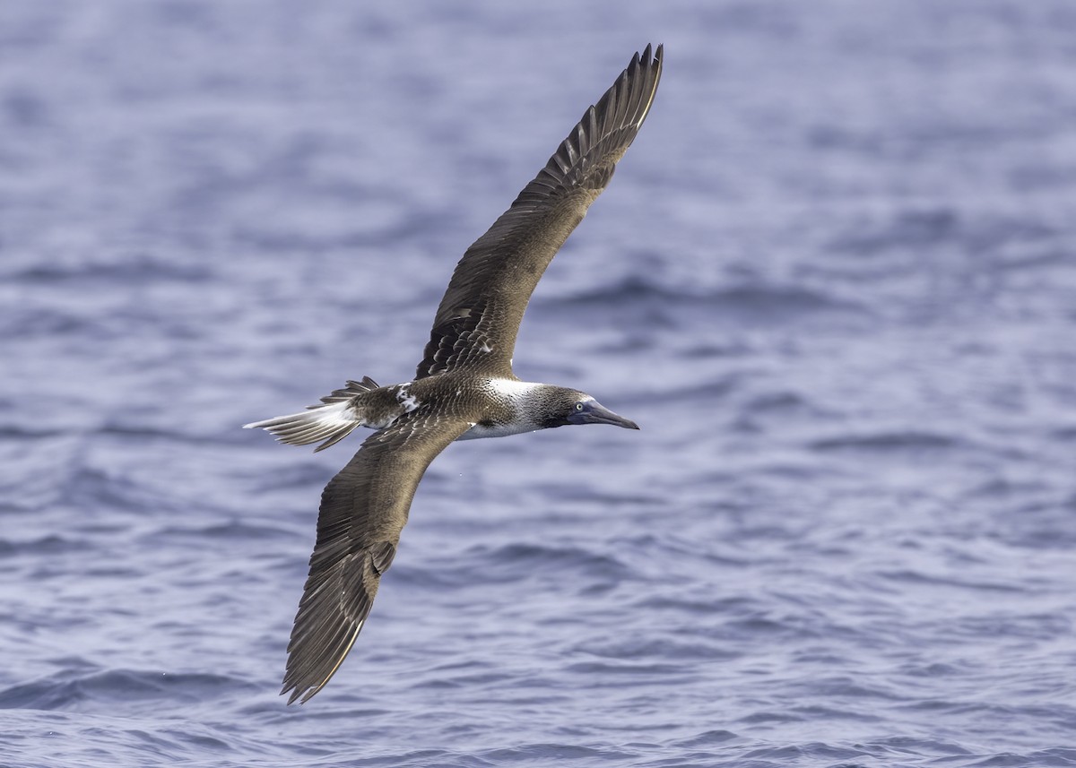 Blue-footed Booby - ML614696676