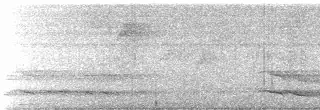 Tororoí de Anteojos (perspicillatus) - ML614697140