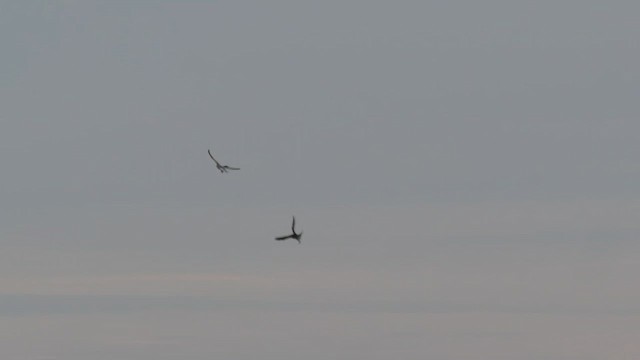 Black-winged Kite - ML614697371