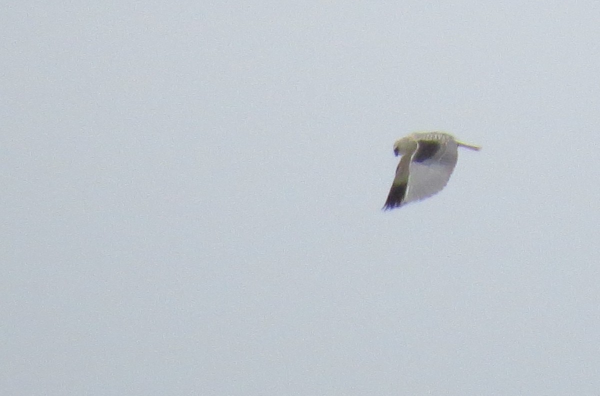 Black-winged Kite - ML614697501