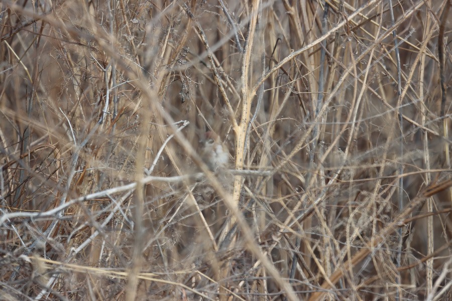 Eurasian Tree Sparrow - ML614697526