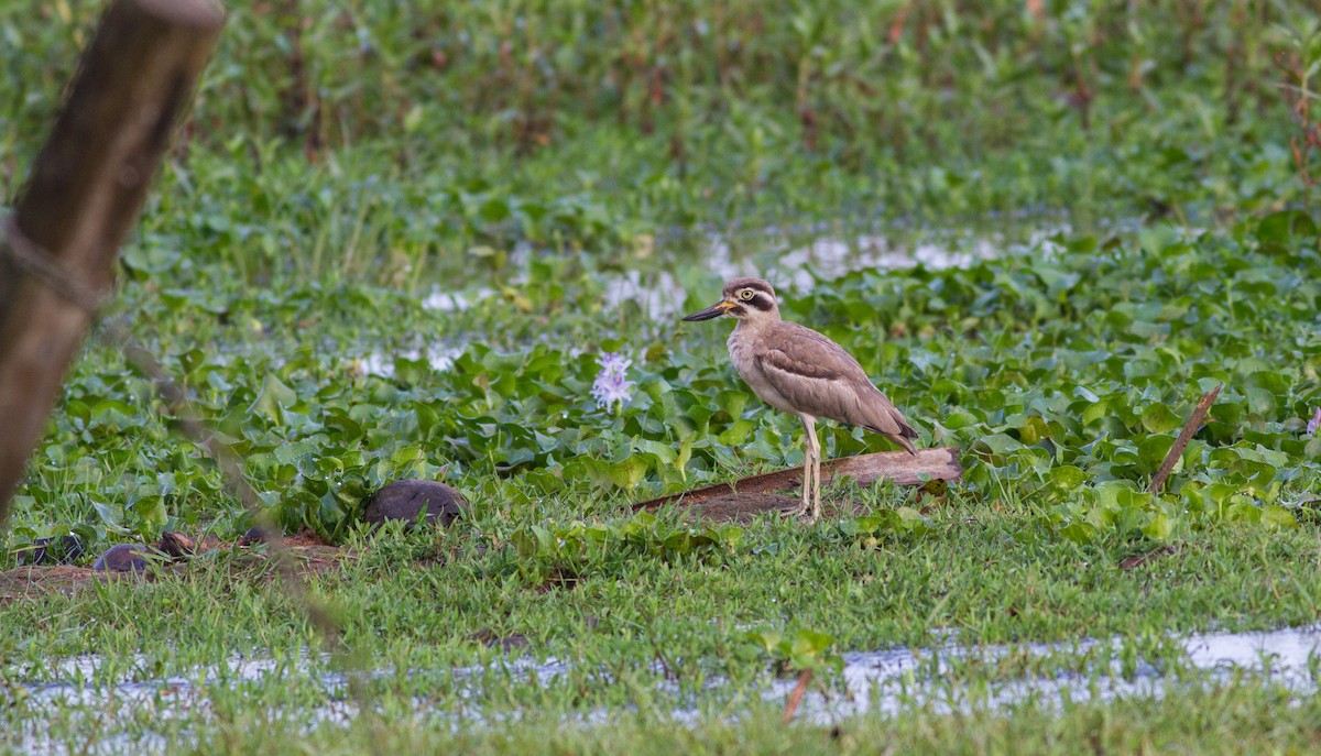 Great Thick-knee - ML614697736