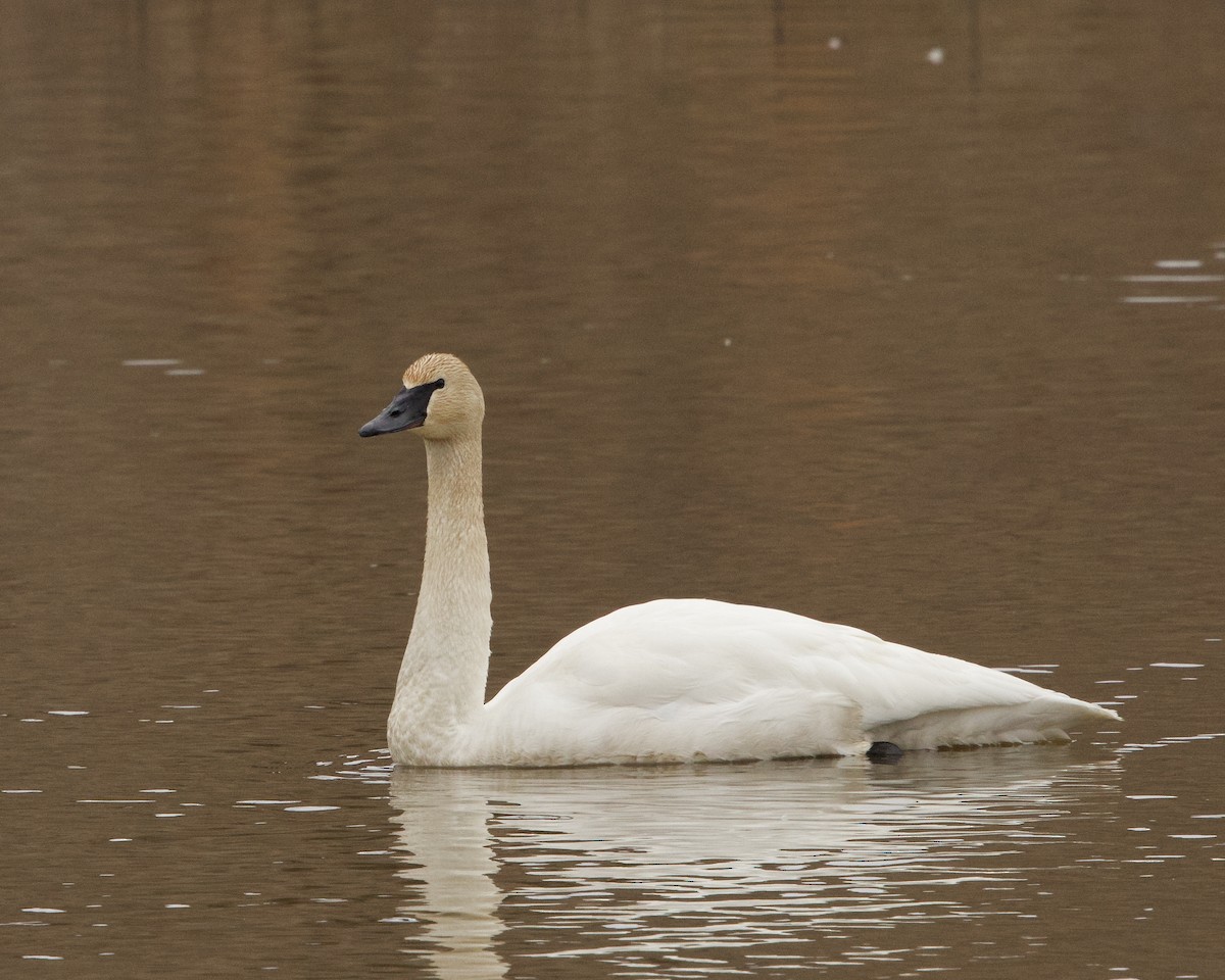 eBird Checklist - 11 Feb 2024 - Rockland Psychiatric Center, Old
