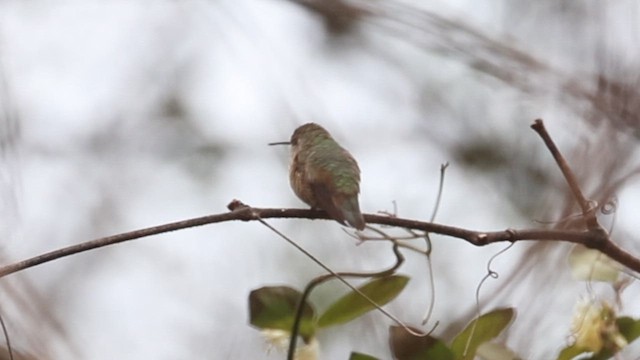 Rufous Hummingbird - ML614698083