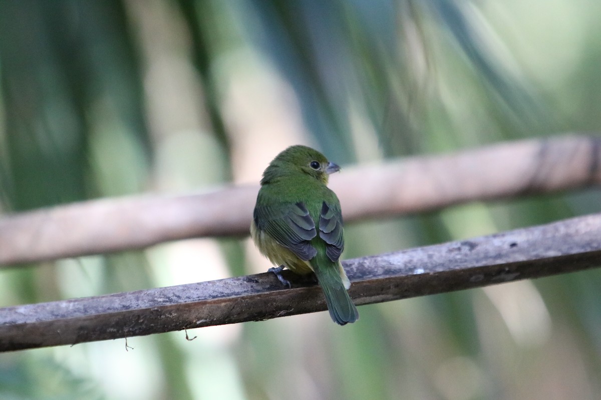 Painted Bunting - ML614698309