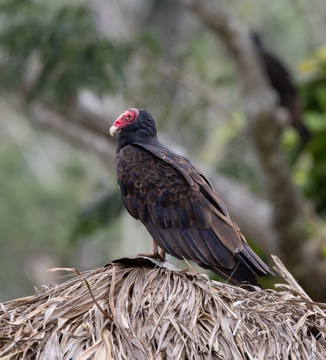 Turkey Vulture - Andy Goris