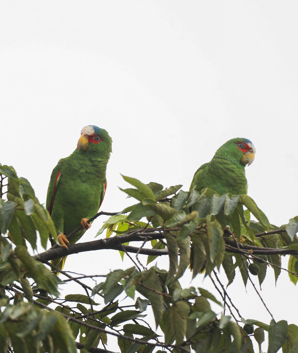 White-fronted Parrot - ML614698747