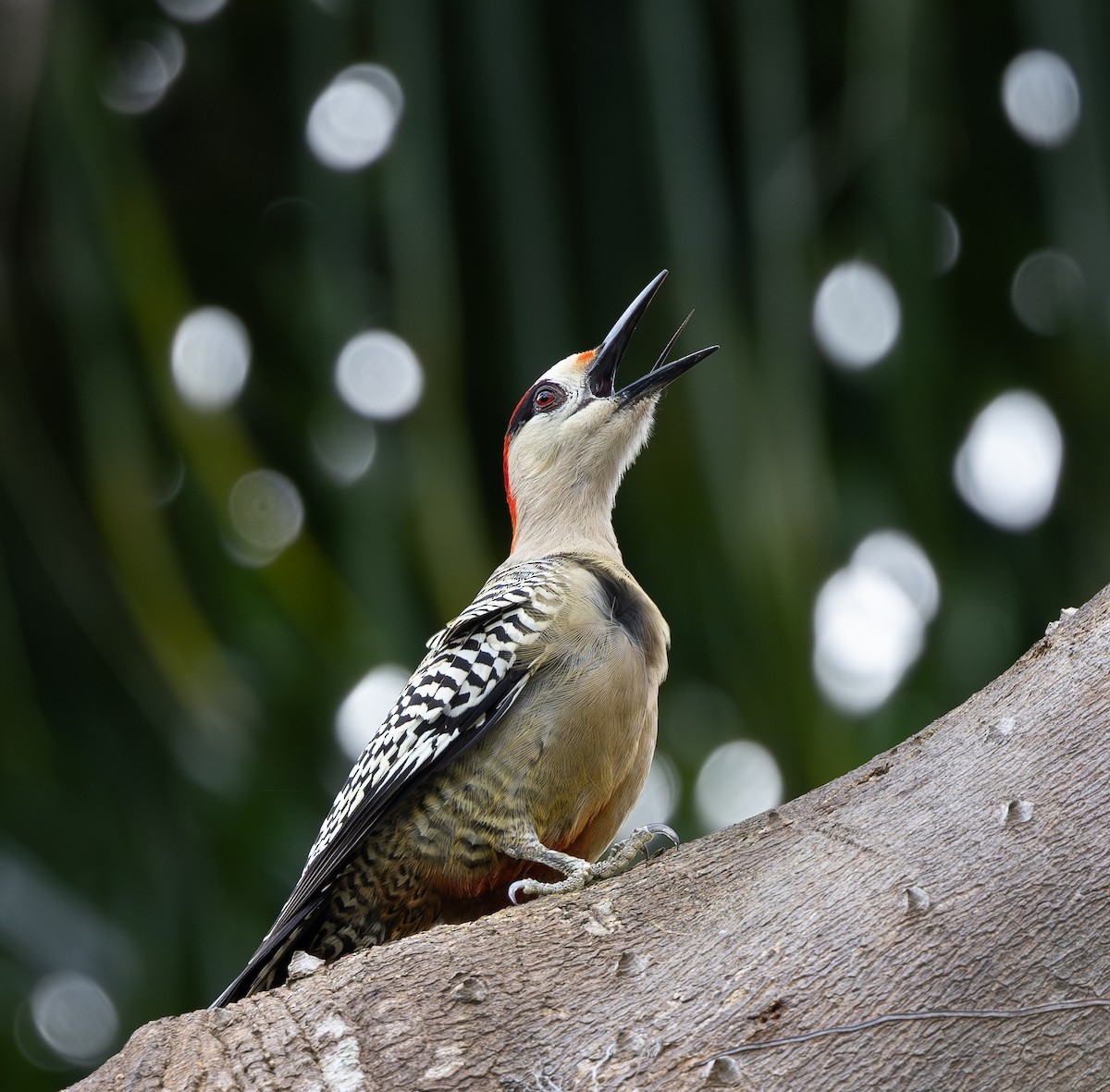 West Indian Woodpecker - ML614698837