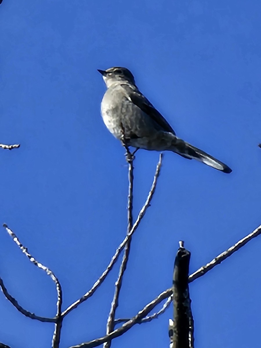 Townsend's Solitaire - ML614699006