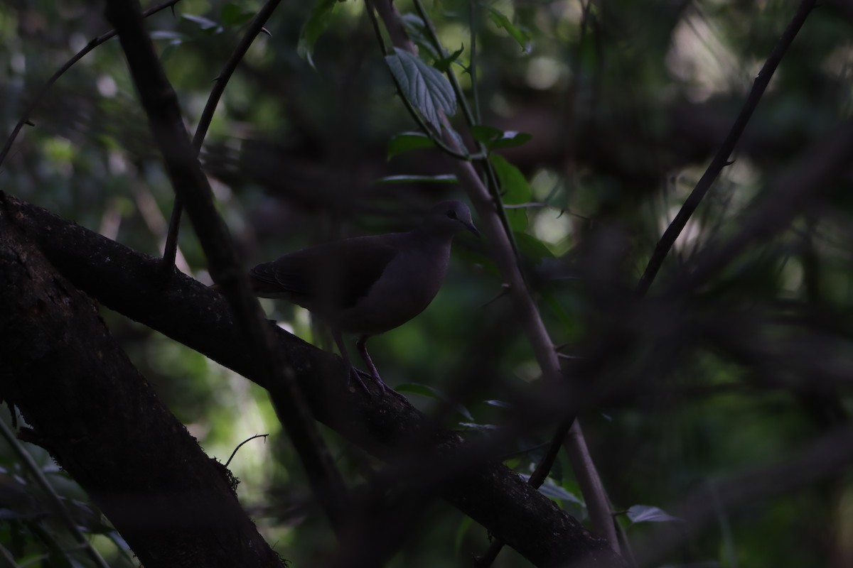 Large-tailed Dove - ML614699435