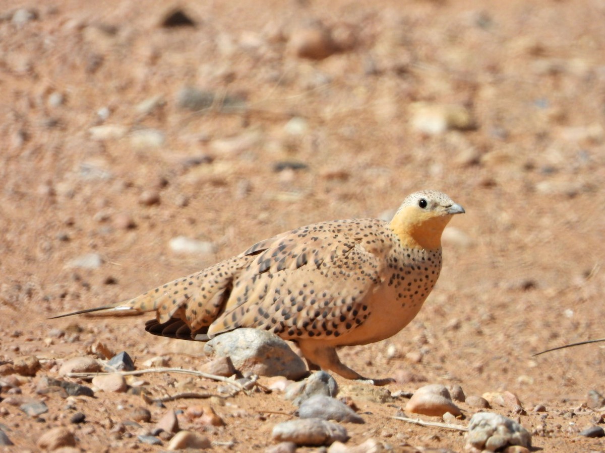 Spotted Sandgrouse - Conor MacKenzie