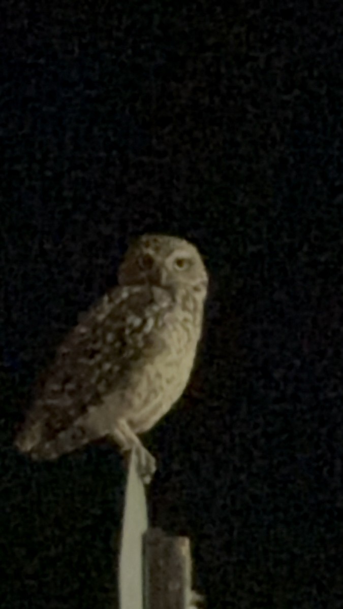 Burrowing Owl - diego mimica