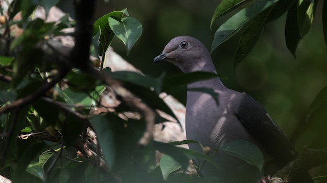 Plumbeous Pigeon - ML614699886