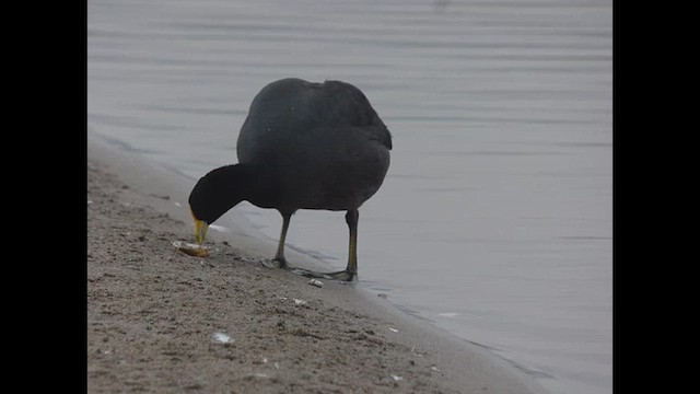 White-winged Coot - ML614699916
