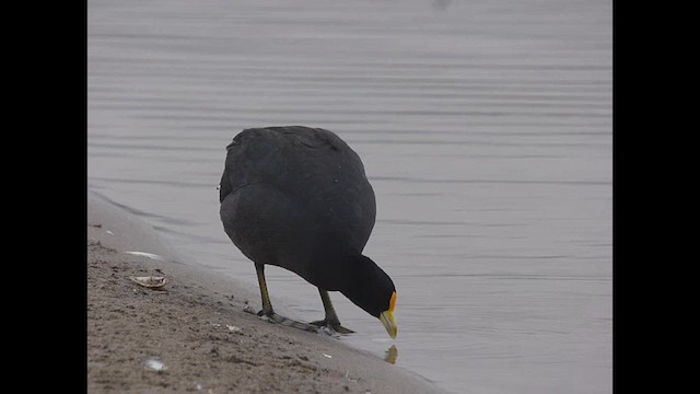 White-winged Coot - ML614699919